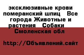 эксклюзивные крови-померанский шпиц - Все города Животные и растения » Собаки   . Смоленская обл.